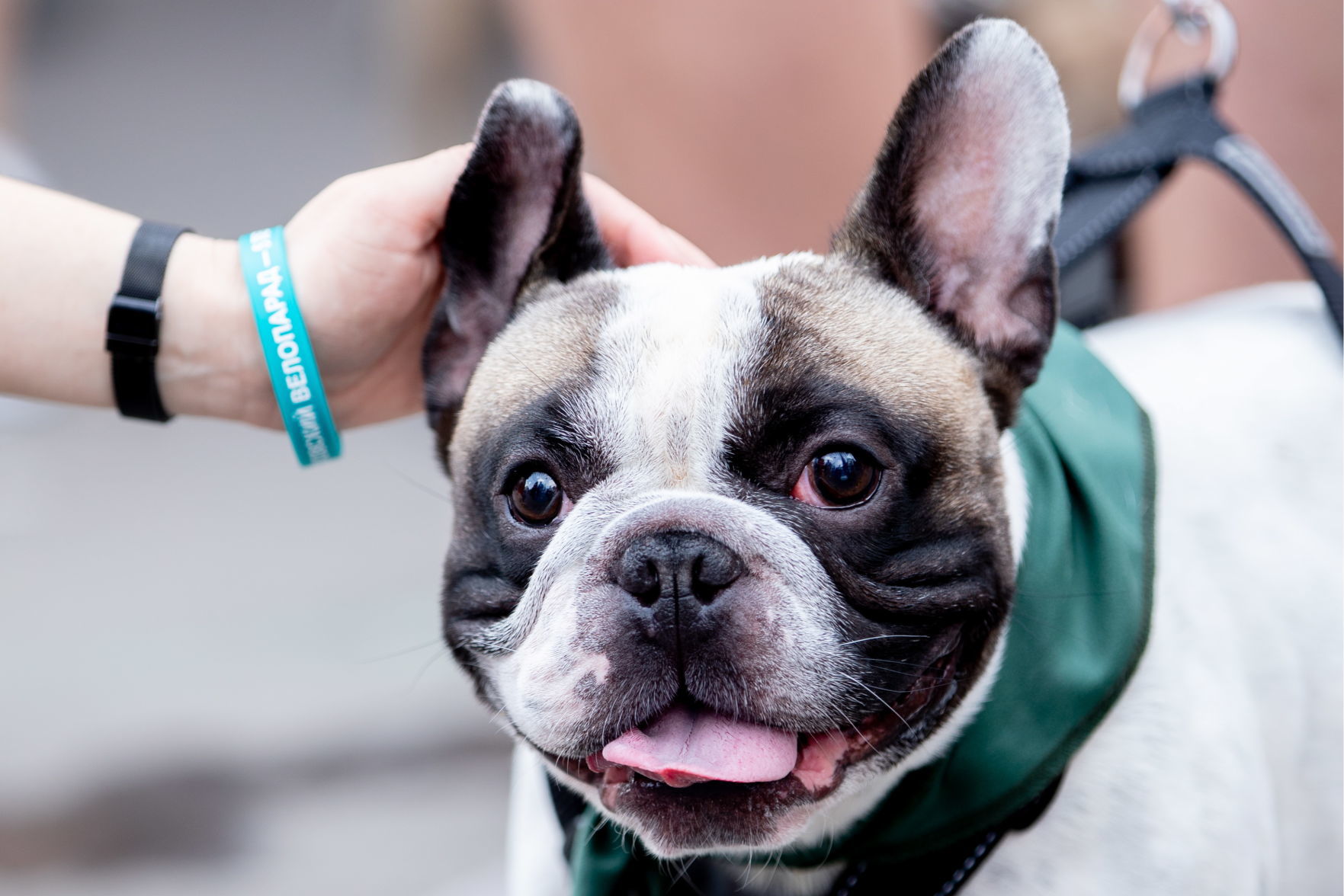 French bulldog